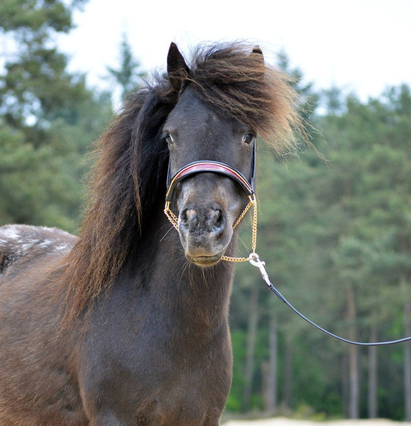 QHP - 'Falabella' Show Bridle - Set