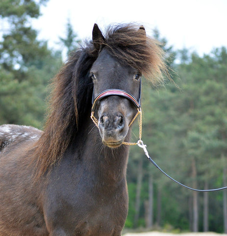 QHP - 'Falabella' Show Bridle - Set