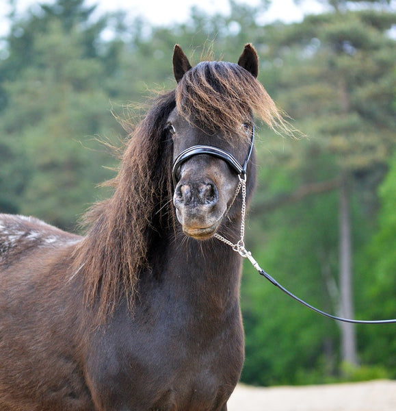 QHP - 'Falabella' Show Bridle - Set