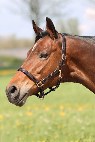 Premiera Accadia Halter - Brown/Gold