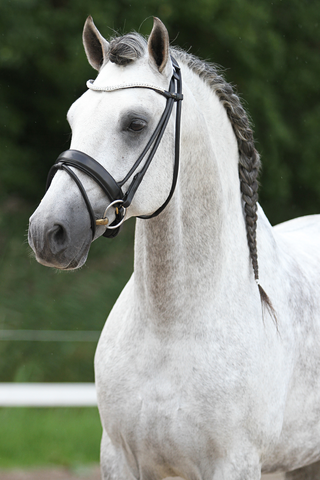 Premiera Imperia Rolled Bridle - Black/Gold