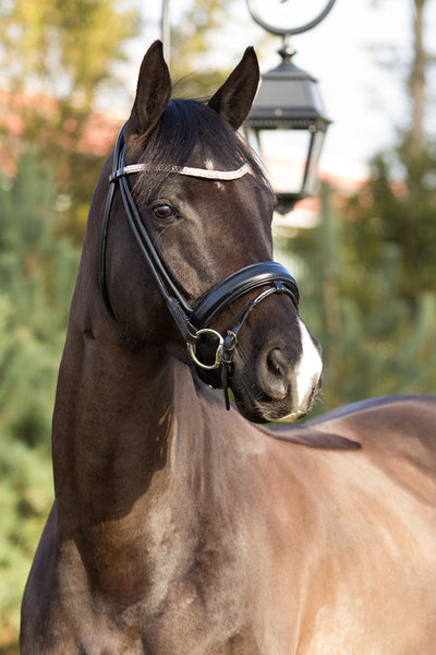 Premiera Imperia Rolled Bridle - Black/Silver