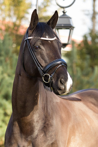 Premiera Imperia Rolled Bridle - Black/Silver