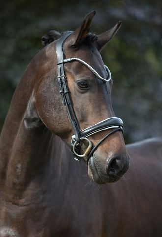 Premiera Latina Anatomical Bridle - Black/White/Silver