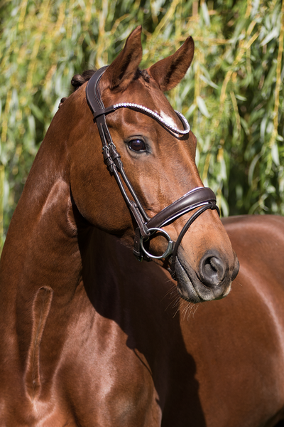 Premiera Latina Anatomical Bridle - Brown/White/Silver
