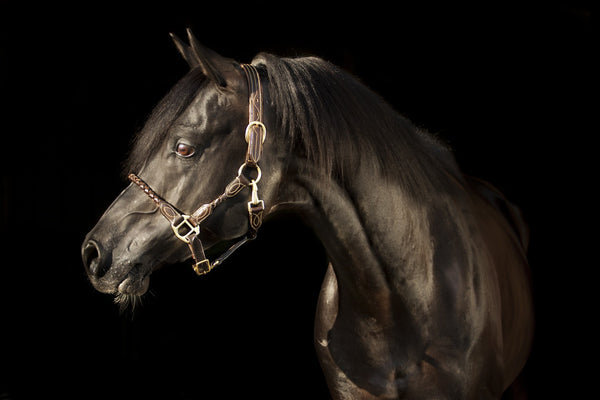 Premiera Vienna Halter - Brown/Gold